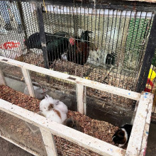 Aseguran que un conejo contagió a una familia (Manizales)